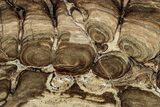 Polished Fossil Stromatolite (Chlorellopsis?) Slab - Wyoming #352068-1